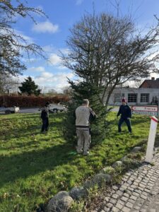 opsætning af juletræer i Svindinge
