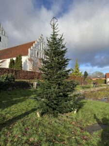 Opsætning af juletræer i Svindinge